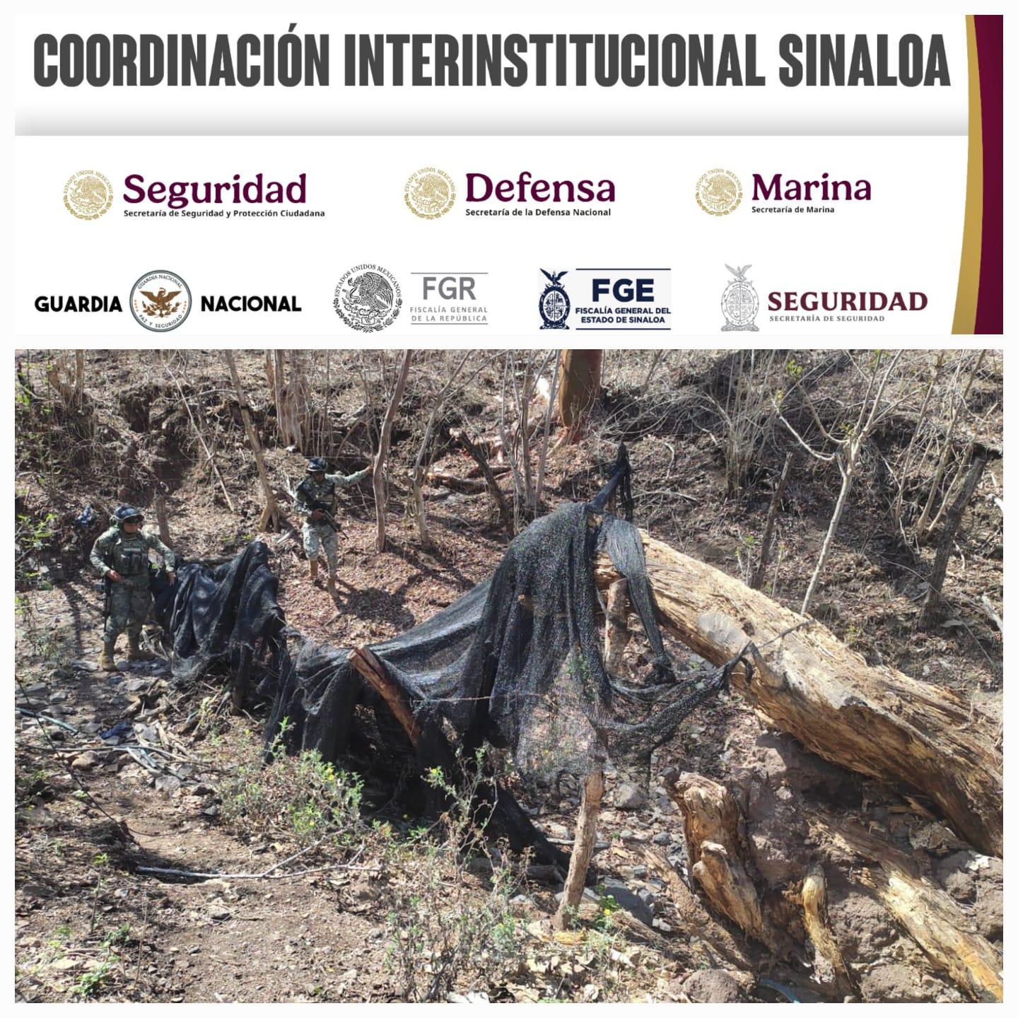 $!Marina desmantela dos campamentos y asegura droga, cartuchos y equipo táctico en Escuinapa