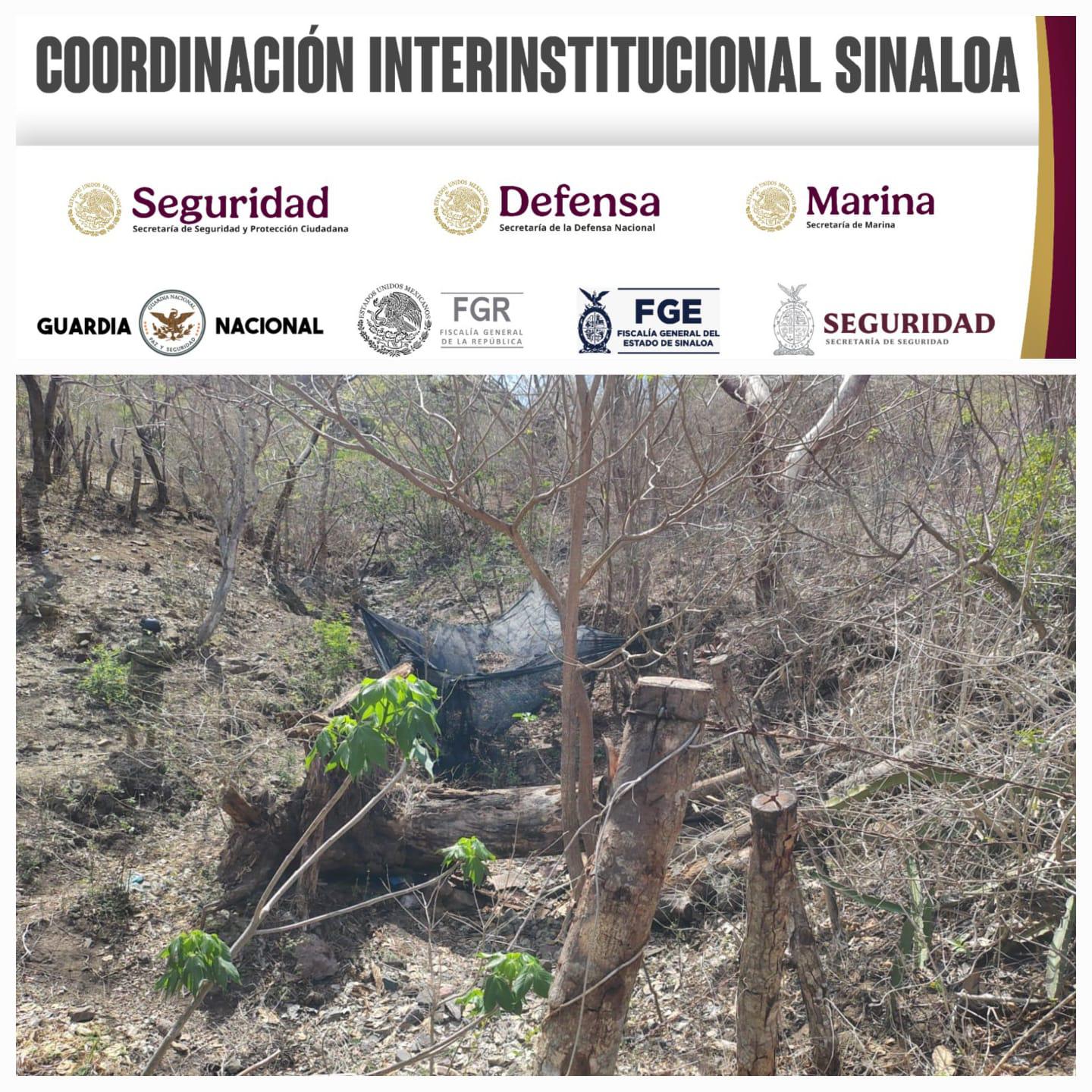 $!Marina desmantela dos campamentos y asegura droga, cartuchos y equipo táctico en Escuinapa