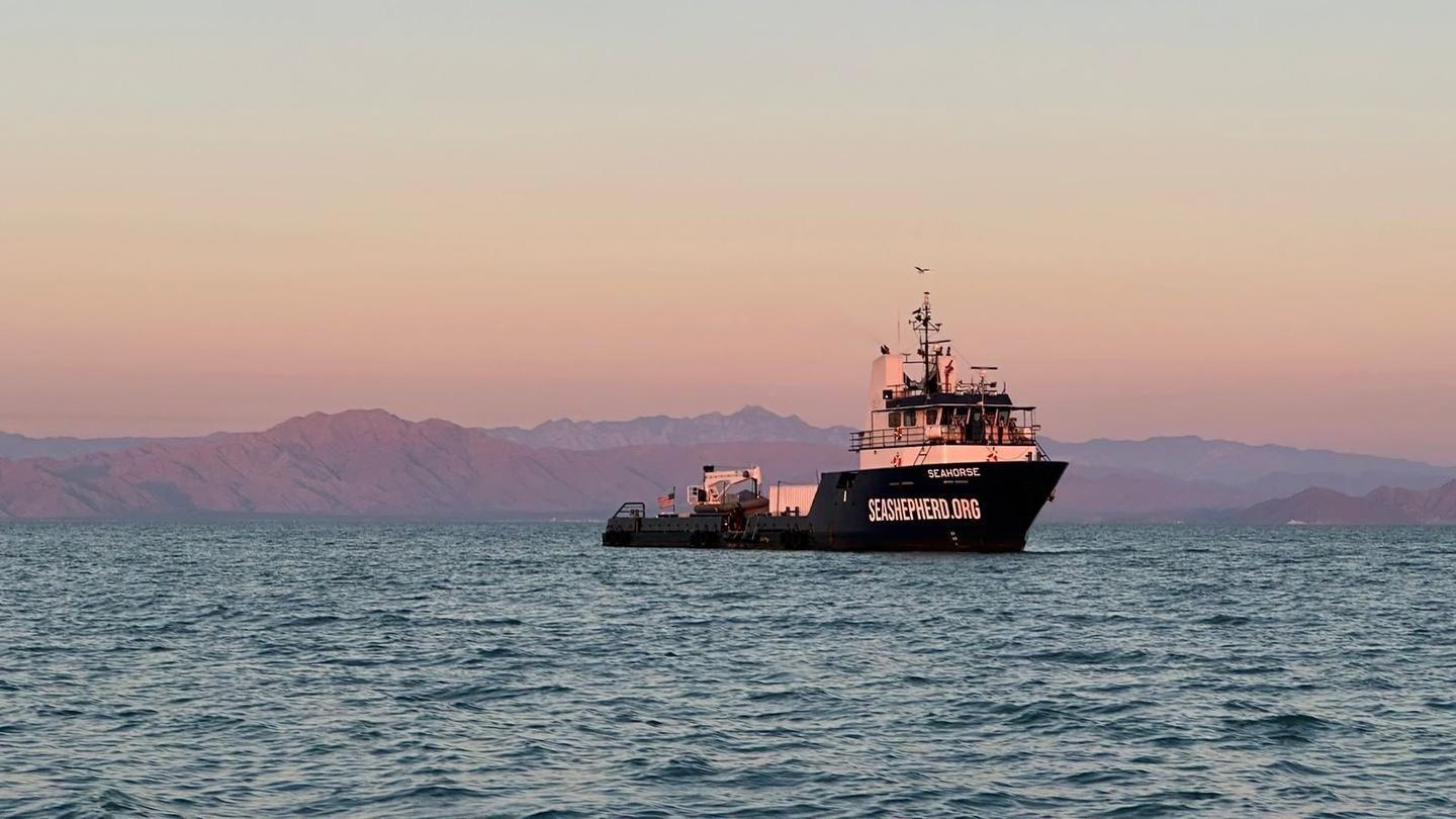 $!Autoridades mexicanas y la organización Sea Shepherd Conservation Society colaboran en proyectos de investigación y monitoreo de la vaquita marina.