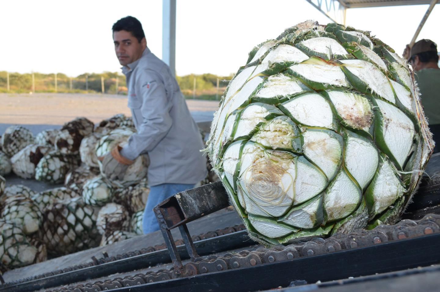 $!Celebra México el Día Nacional del Tequila