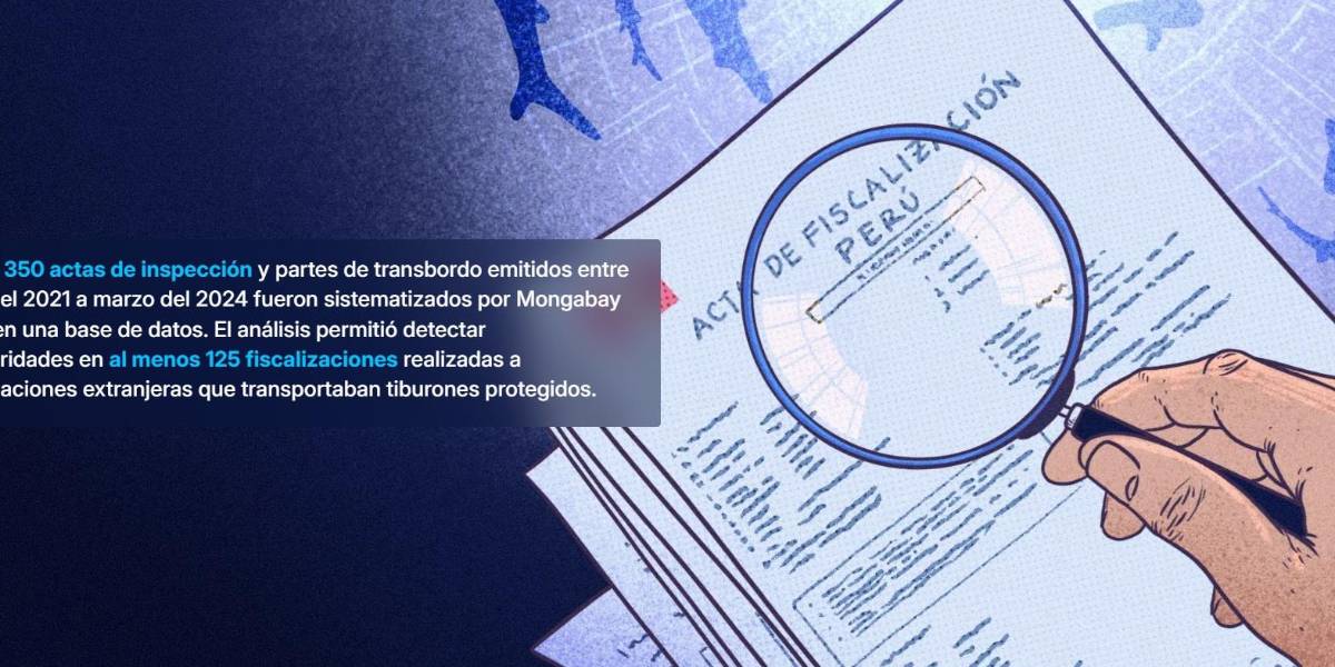 Deficiente fiscalización de autoridades peruanas facilita transporte irregular de más de 1500 toneladas de tiburones protegidos