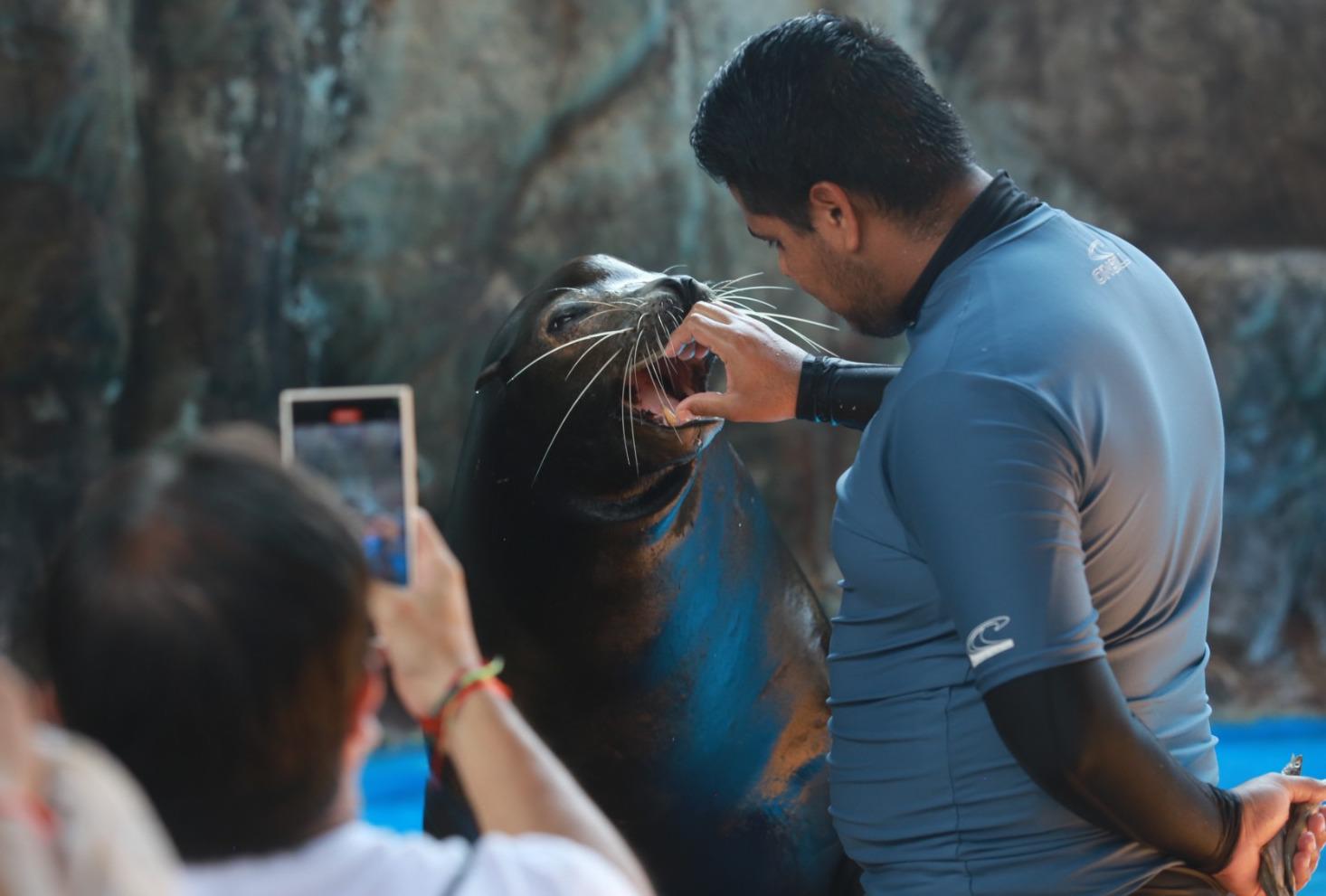 $!Dan ‘probadita’ del show de lobos marinos en el Gran Acuario Mazatlán