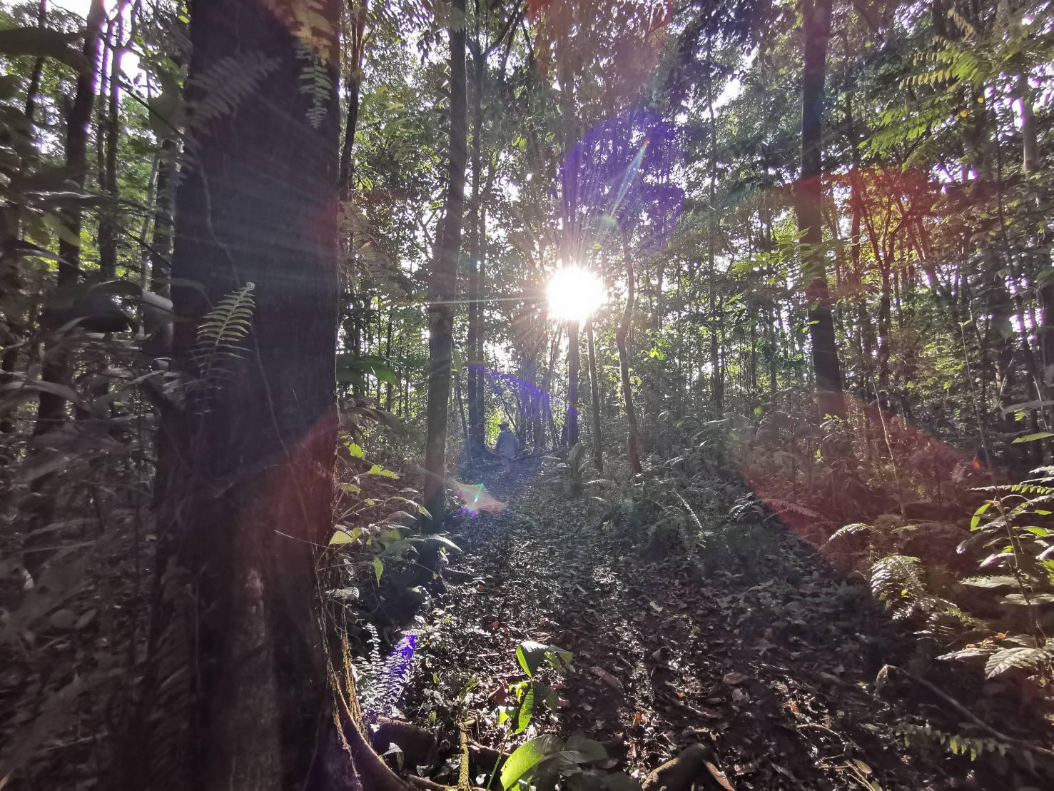 $!Bosque restaurado en la Reserva Oasis tras 20 años de trabajo.