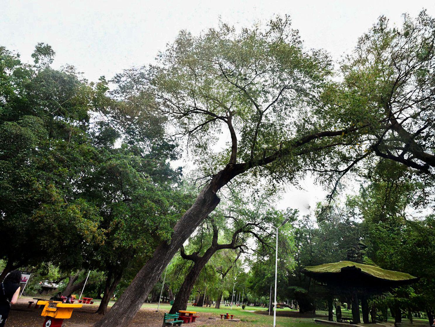 $!Los árboles centenarios: memoria viva y guardianes del tiempo de Culiacán
