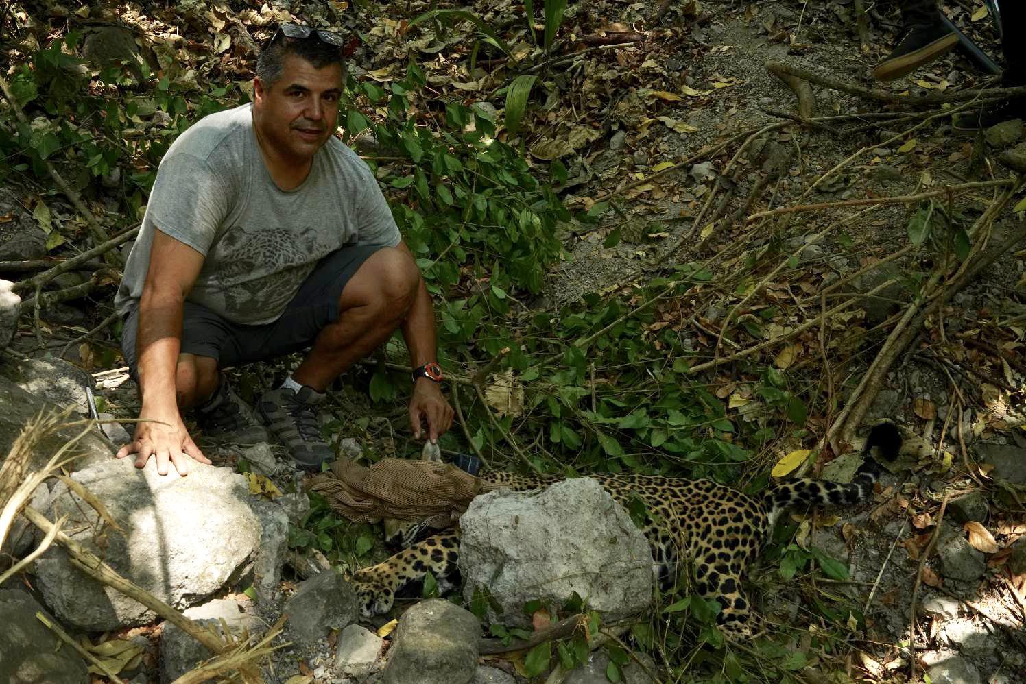 $!Rodrigo Núñez Pérez, miembro fundador de Alianza Jaguar e investigador, ha trabajado con Saracho en la conservación del jaguar.