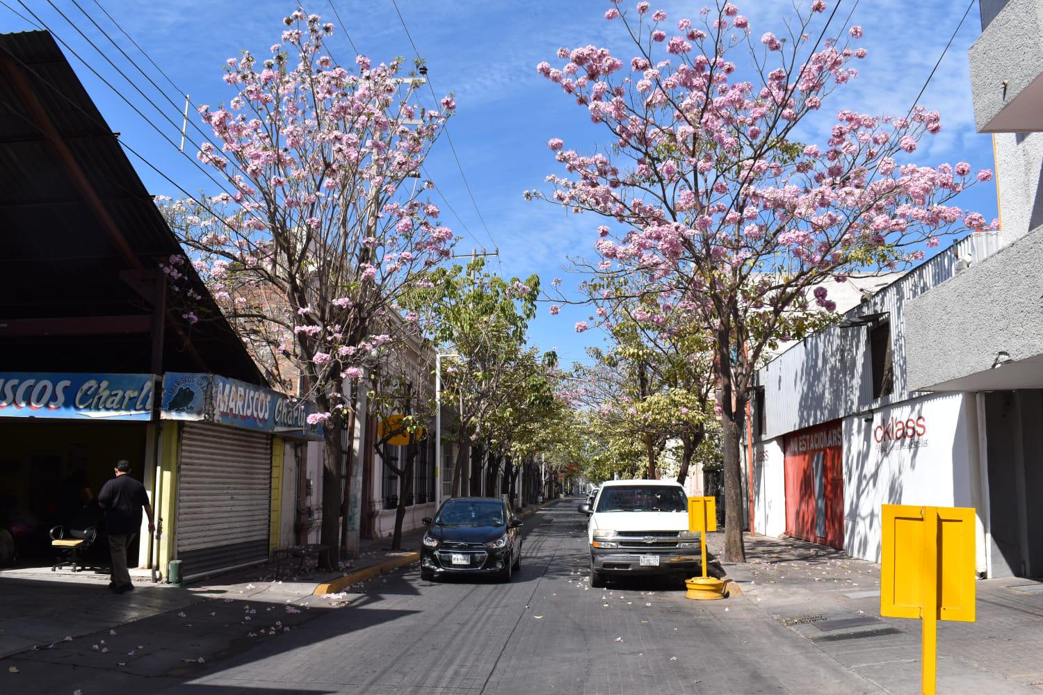 $!Las amapas colorean el Centro Histórico de Culiacán