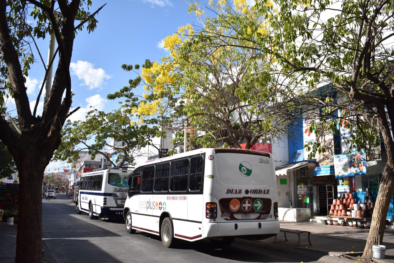 $!Las amapas colorean el Centro Histórico de Culiacán