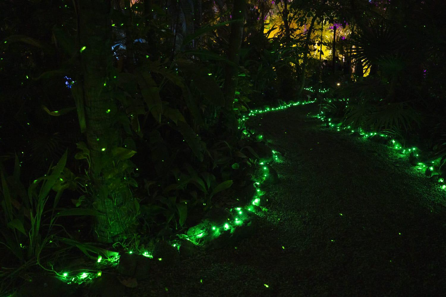 $!Navidad en el Botánico: Una experiencia interactiva de luz, música y tecnología en Culiacán