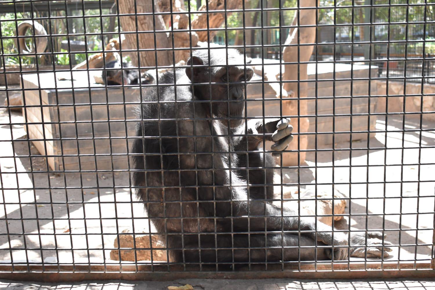 $!Ofrece Zoológico de Culiacán un ambiente familiar y ‘a todo dar’