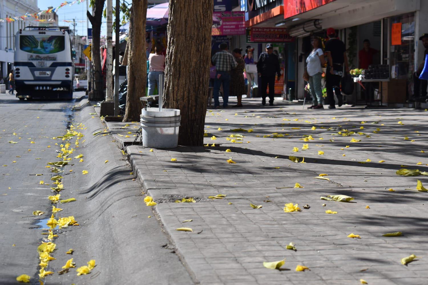 $!Las amapas colorean el Centro Histórico de Culiacán