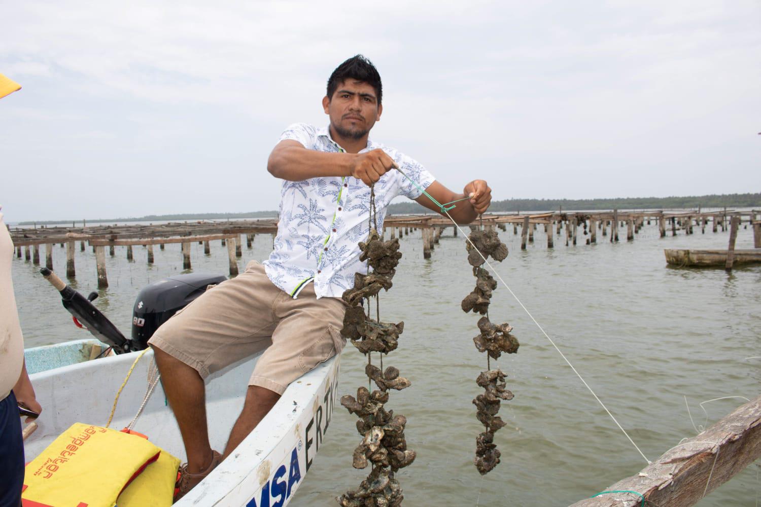 $!Inicia veda en callo de hacha, liseta, ostiones y otros peces en 15 estados de México