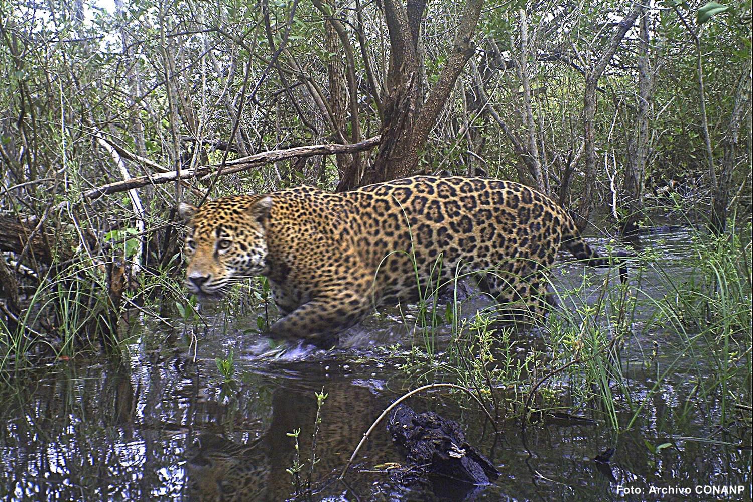 $!Se estima que la población de jaguares entre los estado de Nayarit y Jalisco es de 30 ejemplares.