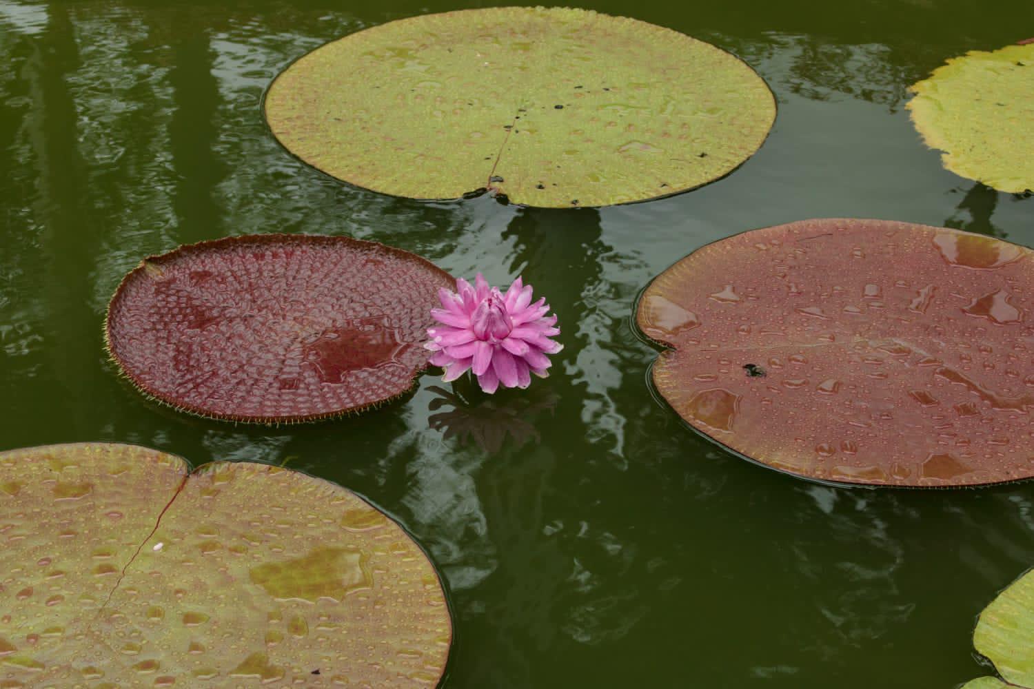 $!Exhíbe Jardín Botánico la planta acuática más grande del mundo