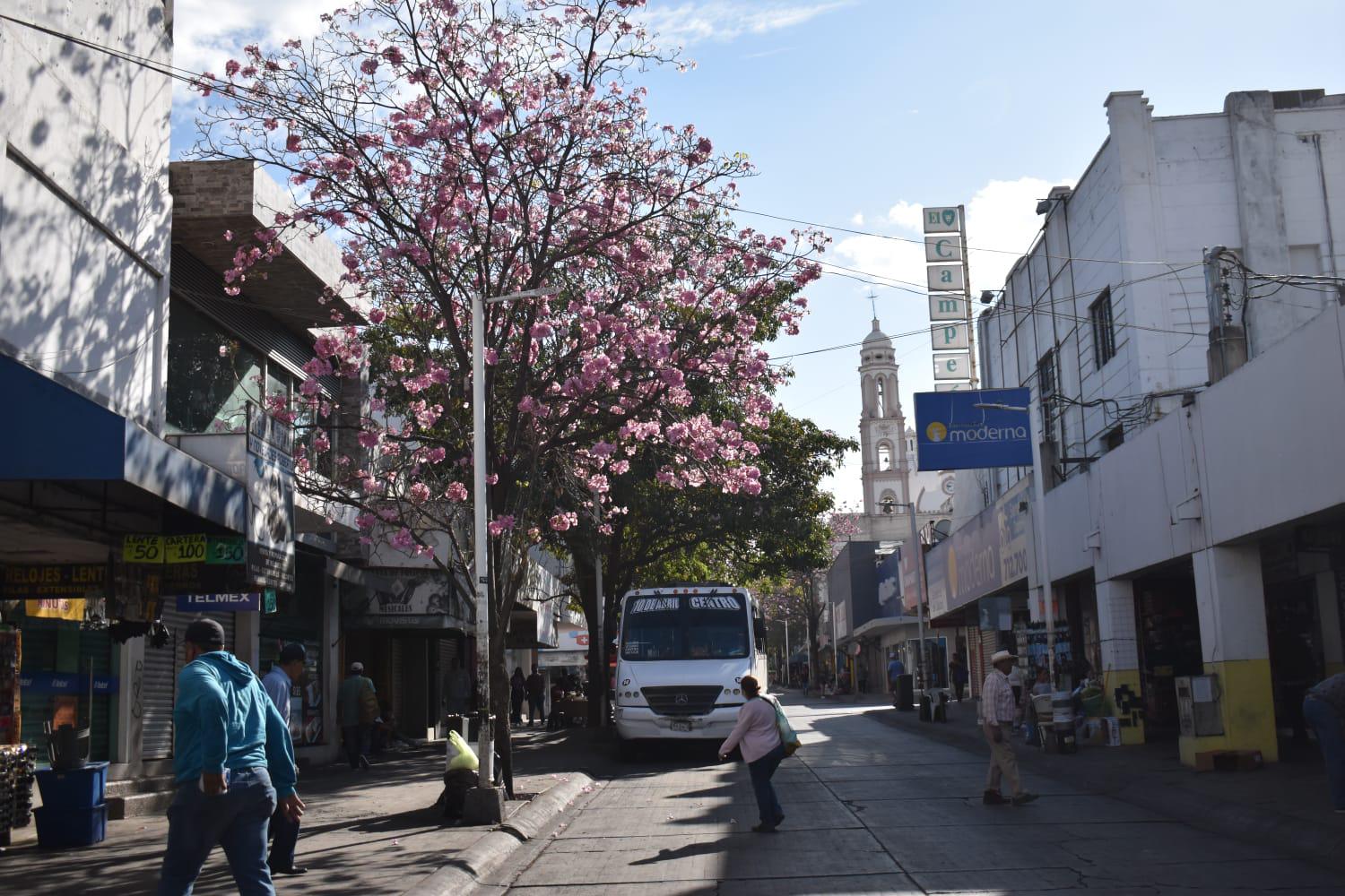 $!Las amapas colorean el Centro Histórico de Culiacán