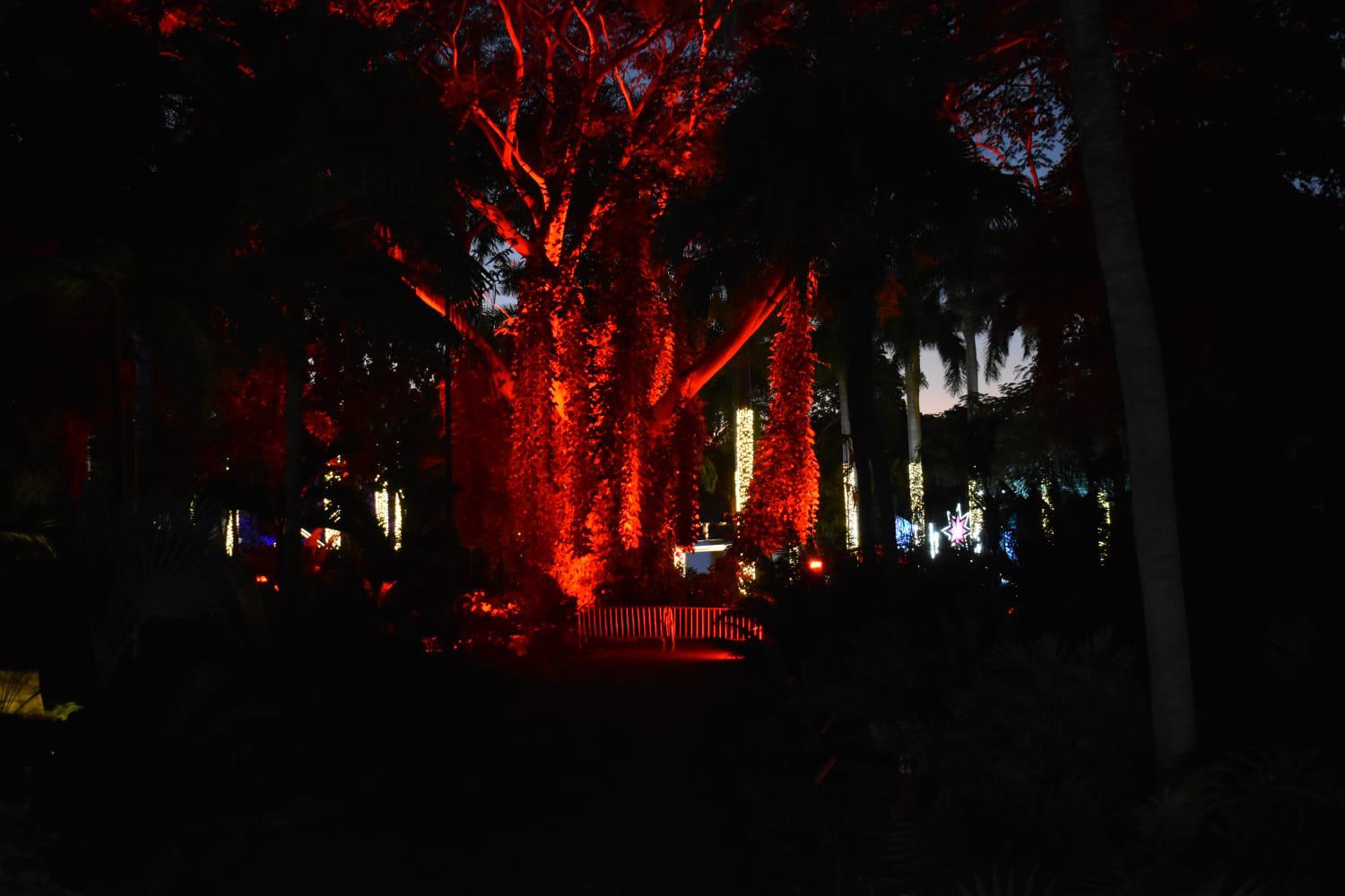 $!Encienden las luces y llega la magia de la Navidad al Botánico