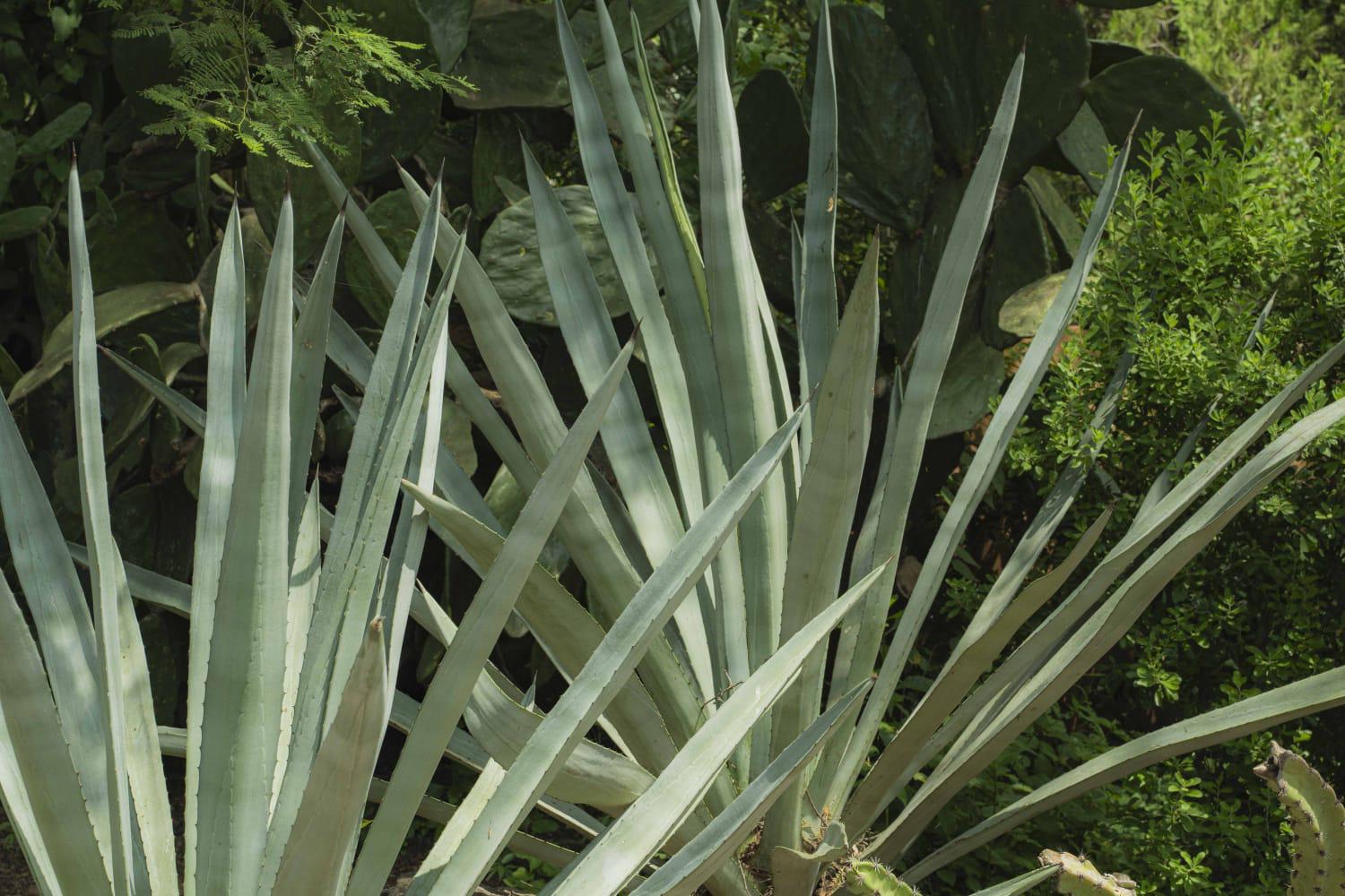 $!Plantas preservan historias y conocimientos de pueblos indígenas en Culiacán