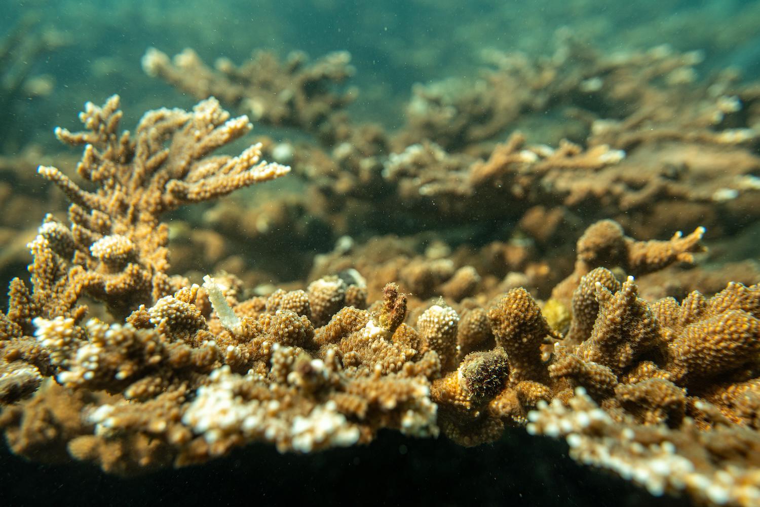 $!¿Puede un arrecife sobrevivir al calor extremo? La increíble resistencia del ‘Cocalito’ hondureño