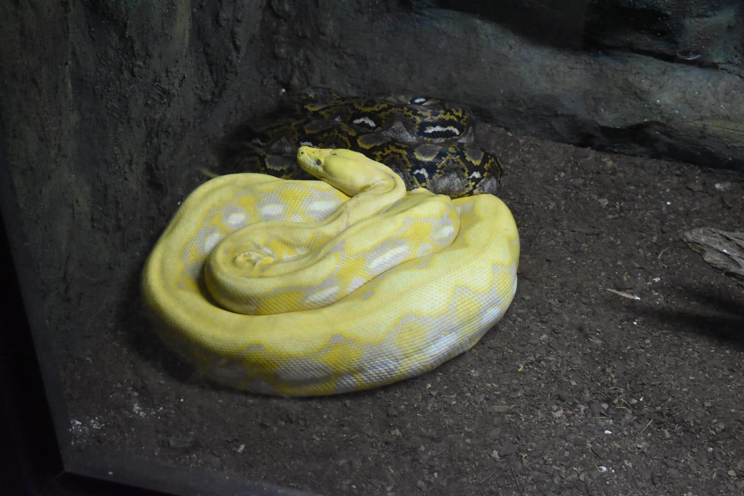 $!Ofrece Zoológico de Culiacán un ambiente familiar y ‘a todo dar’