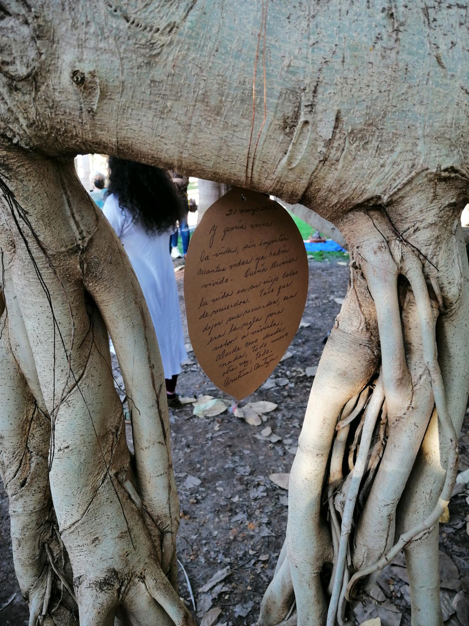 $!Florece la poesía en un árbol del Jardín Botánico de Culiacán