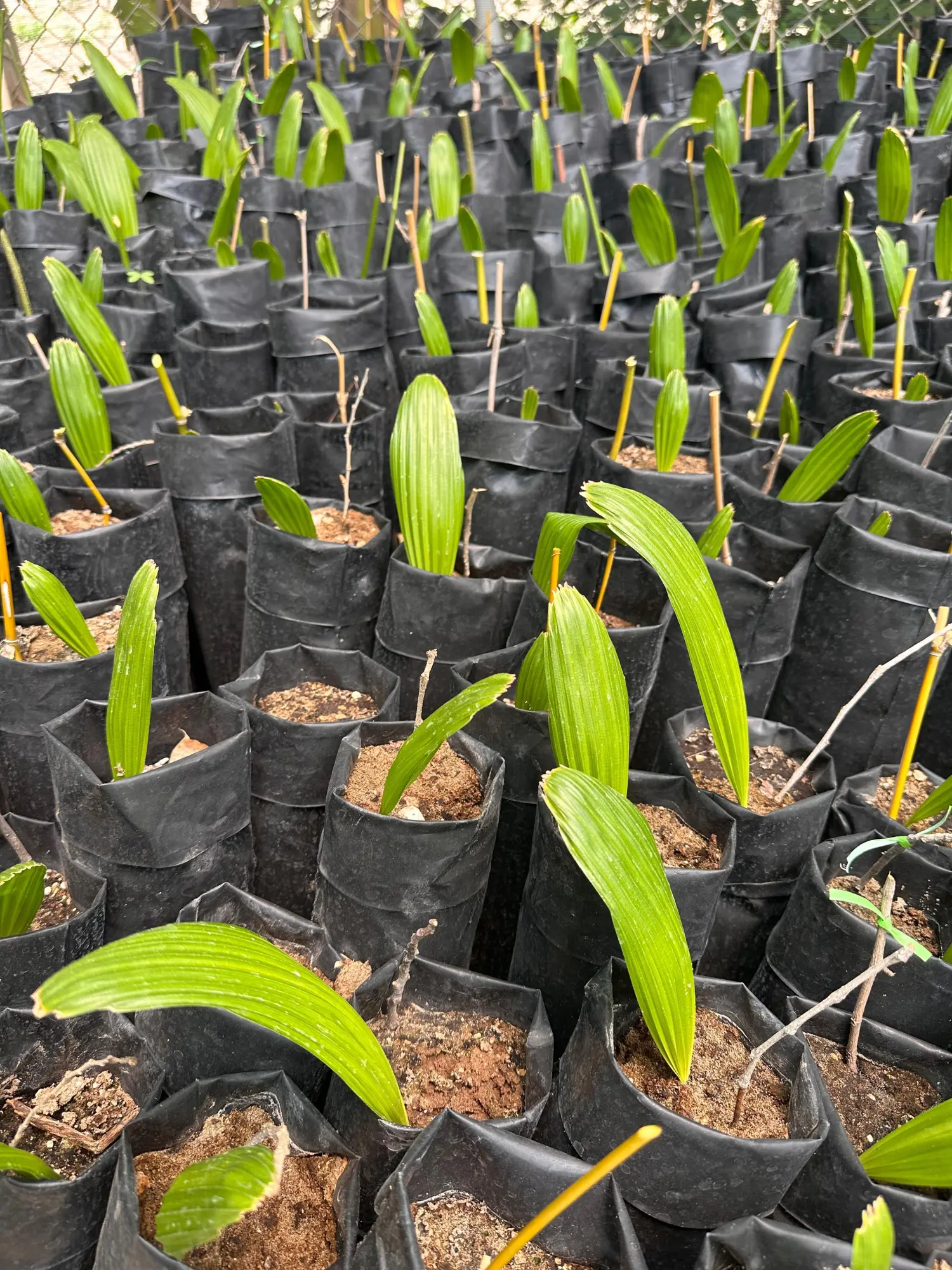 $!Logra Jardín Botánico de Culiacán histórica reproducción de la palmera Talipot