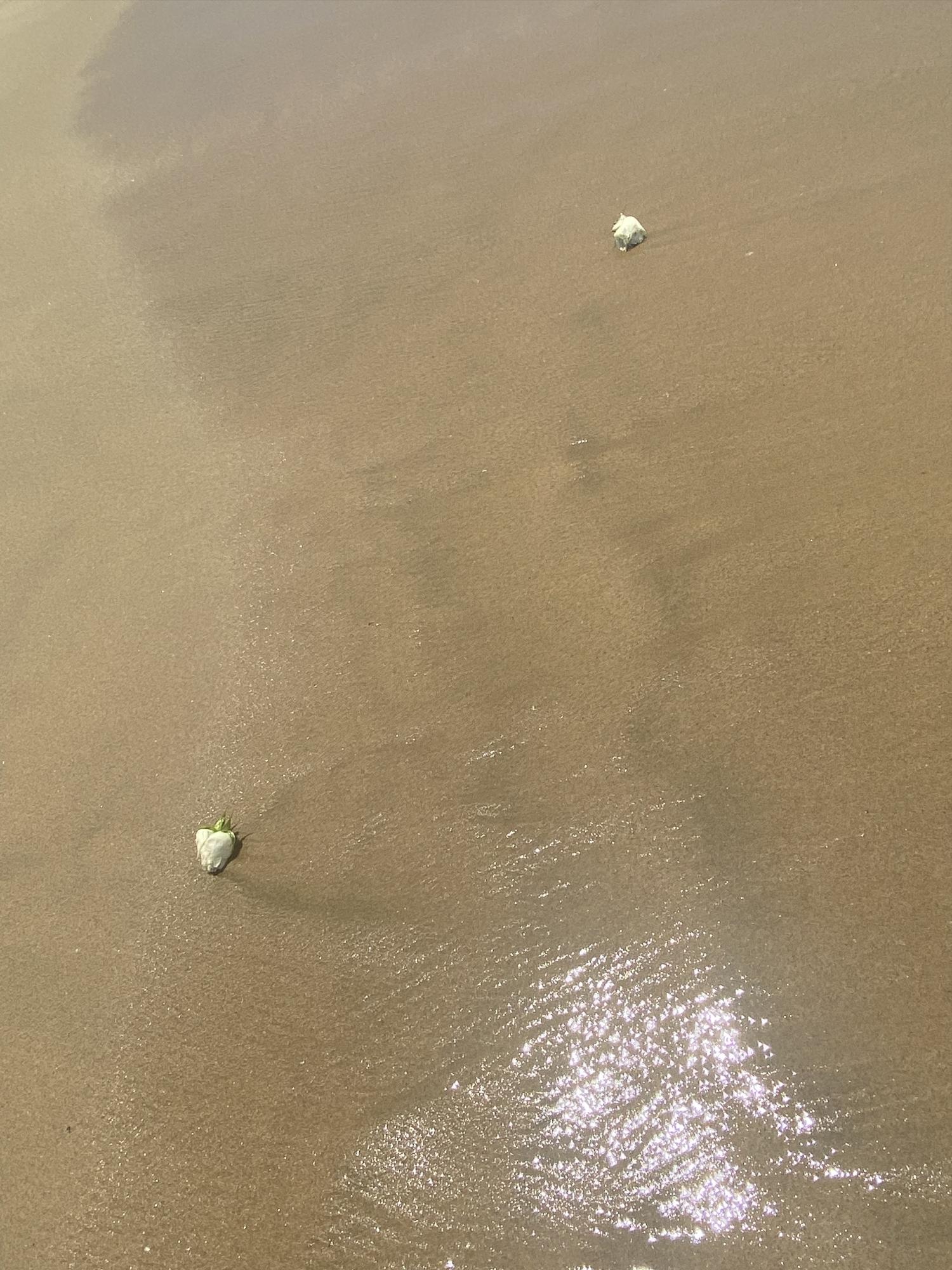 $!Ceremonia para saludar, honrar y despedir a Alicia De los Ríos en el Océano Pacífico, donde se sospecha que fue arrojado su cuerpo.