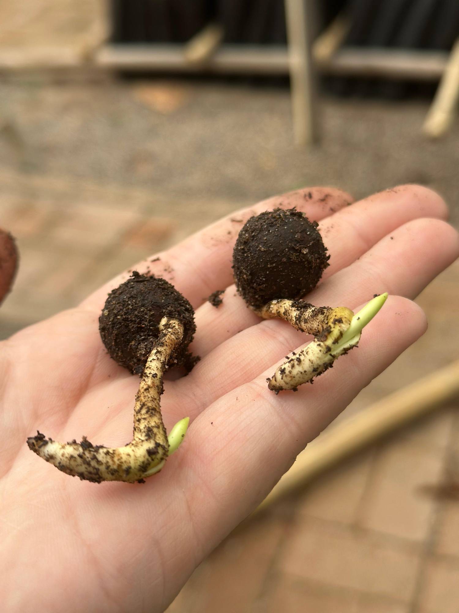 $!Logra Jardín Botánico de Culiacán histórica reproducción de la palmera Talipot