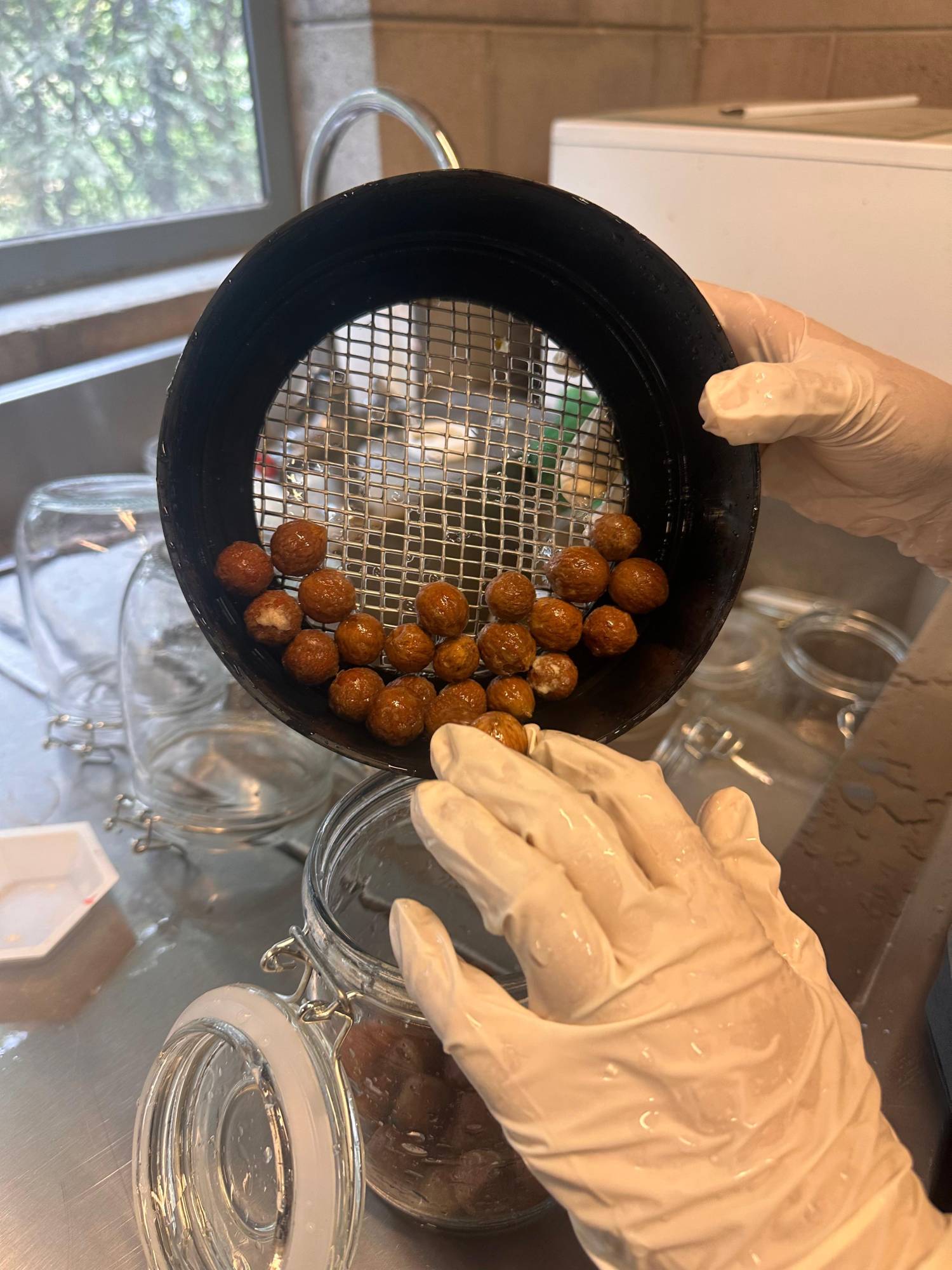 $!Logra Jardín Botánico de Culiacán histórica reproducción de la palmera Talipot