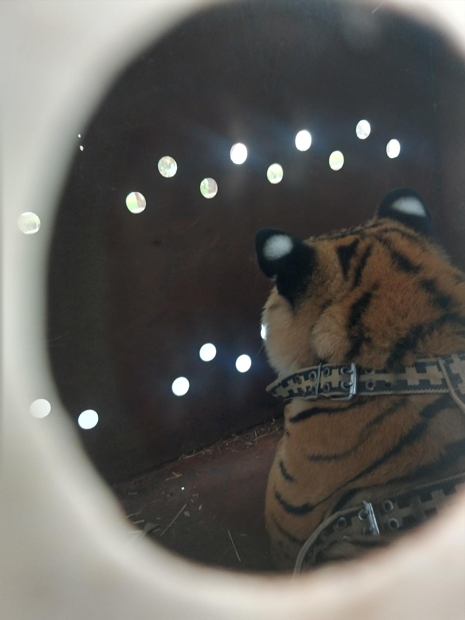 $!Se suma tigre a los más de 500 rescates del Zoológico de Culiacán