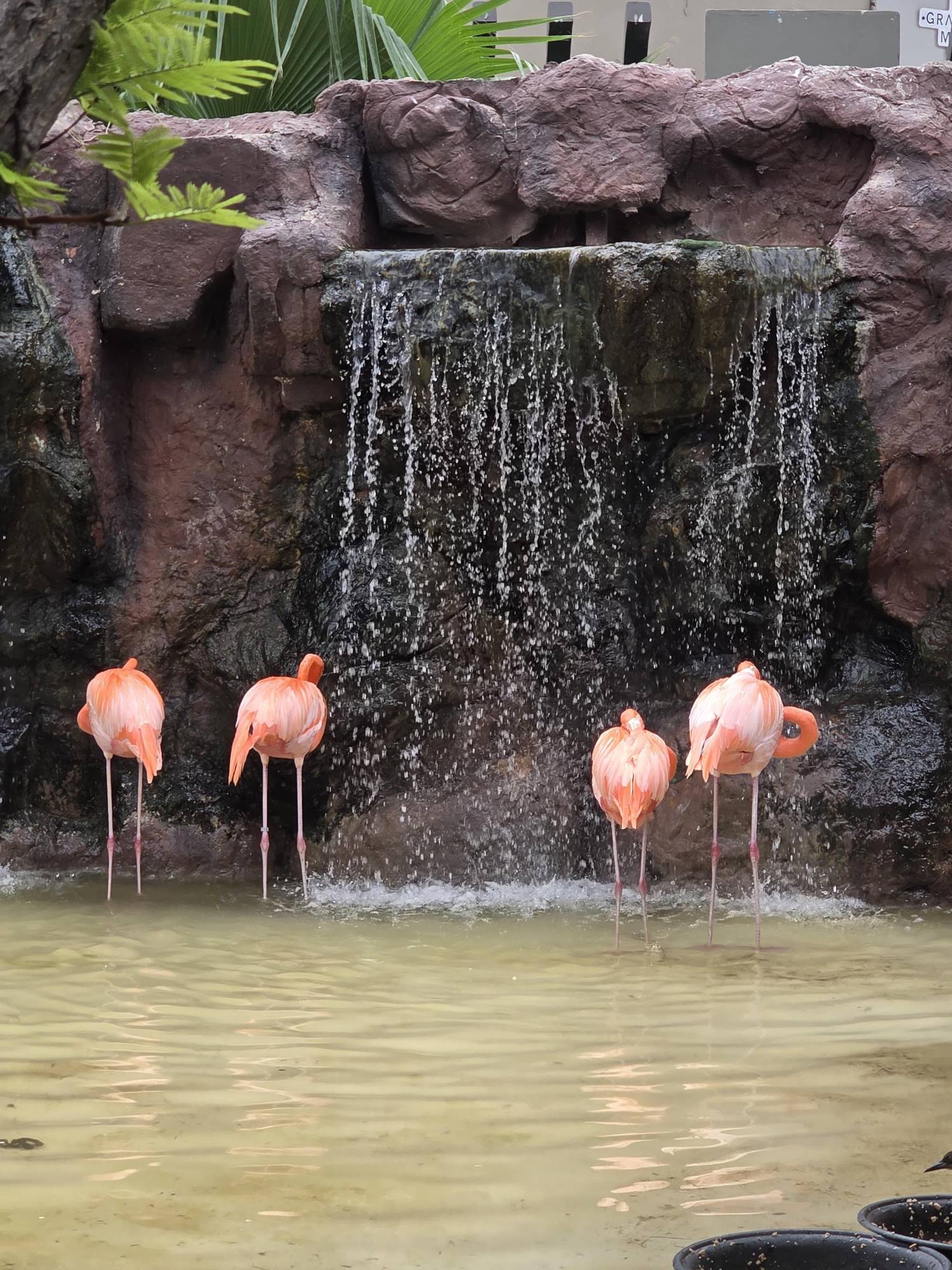 $!Gran Acuario Mazatlán proyecta pingüinario y hábitat de flamingos para 2026