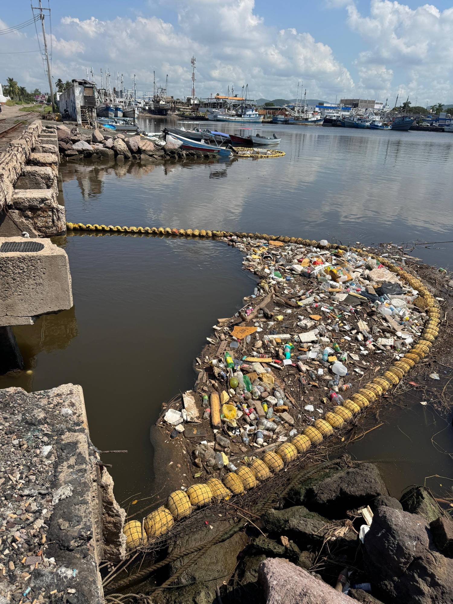 $!MazConCiencia advierte de cocodrilos merodeando por las biobardas del puente Juárez