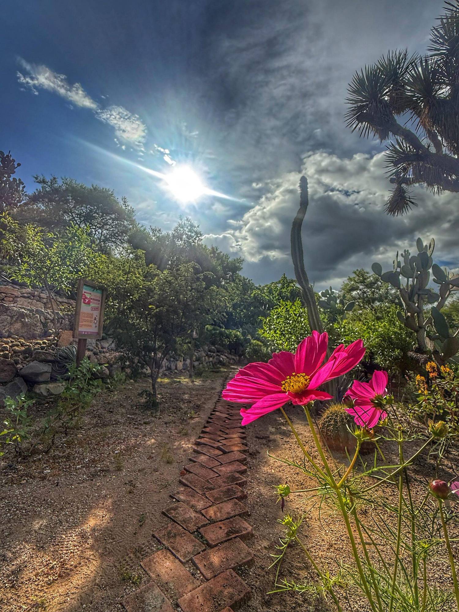 $!El Jardín Botánico Regional de Cadereyta cultiva el orégano queretano en alta densidad.