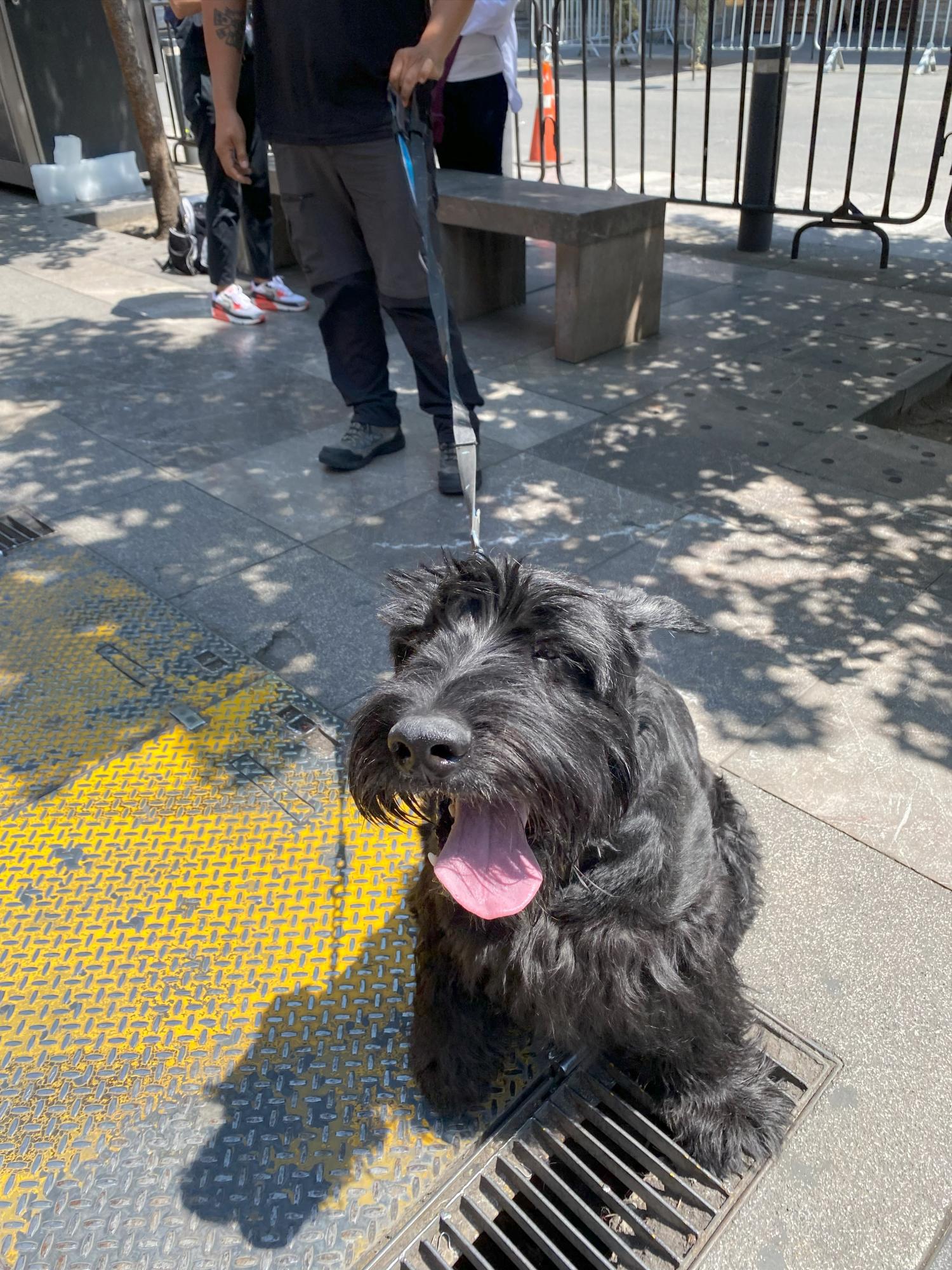 $!’Rocky’ subió de peso y hasta de colesterol, pero ya disfruta como siempre: juguetón e inquieto