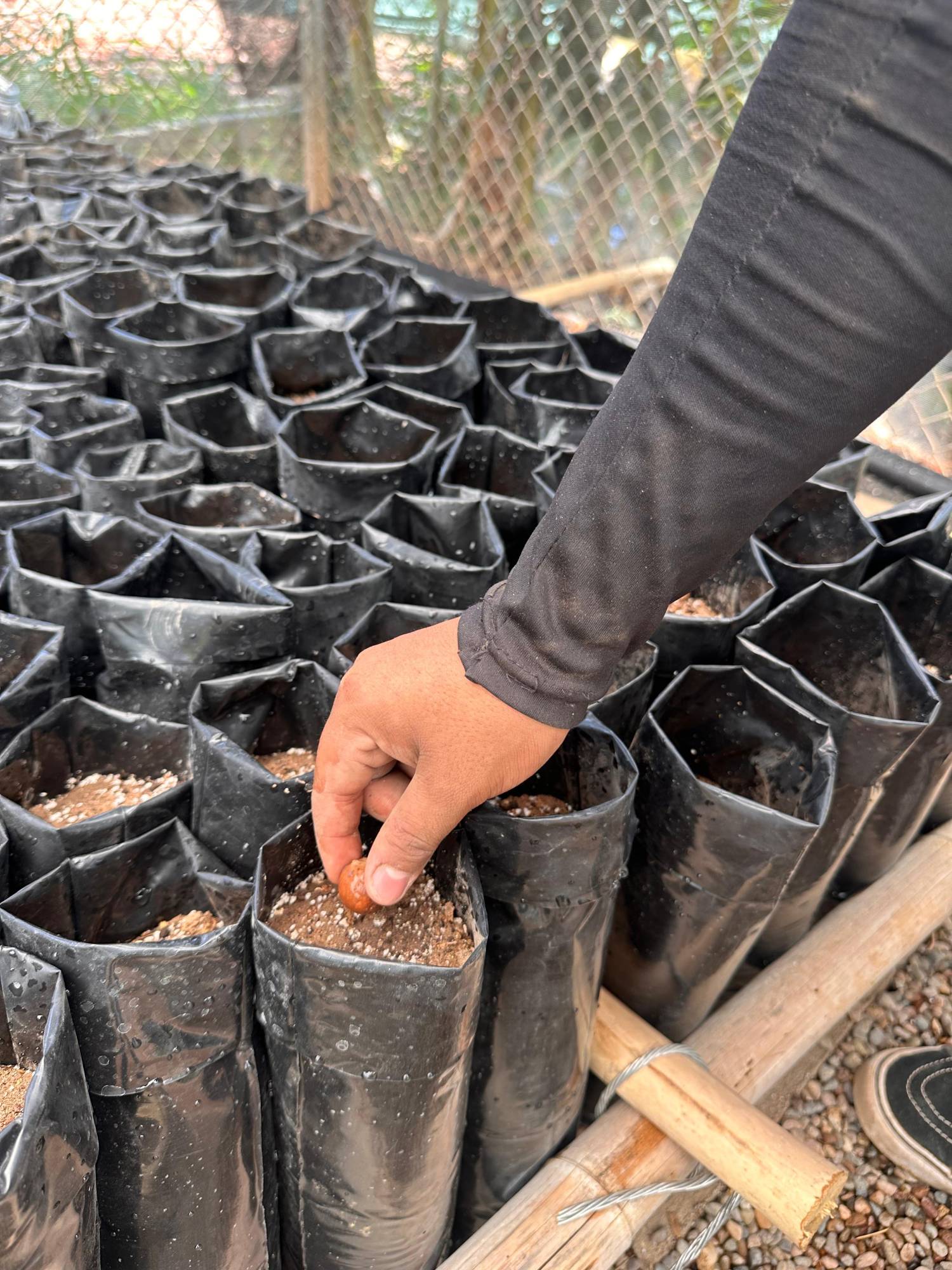 $!Logra Jardín Botánico de Culiacán histórica reproducción de la palmera Talipot