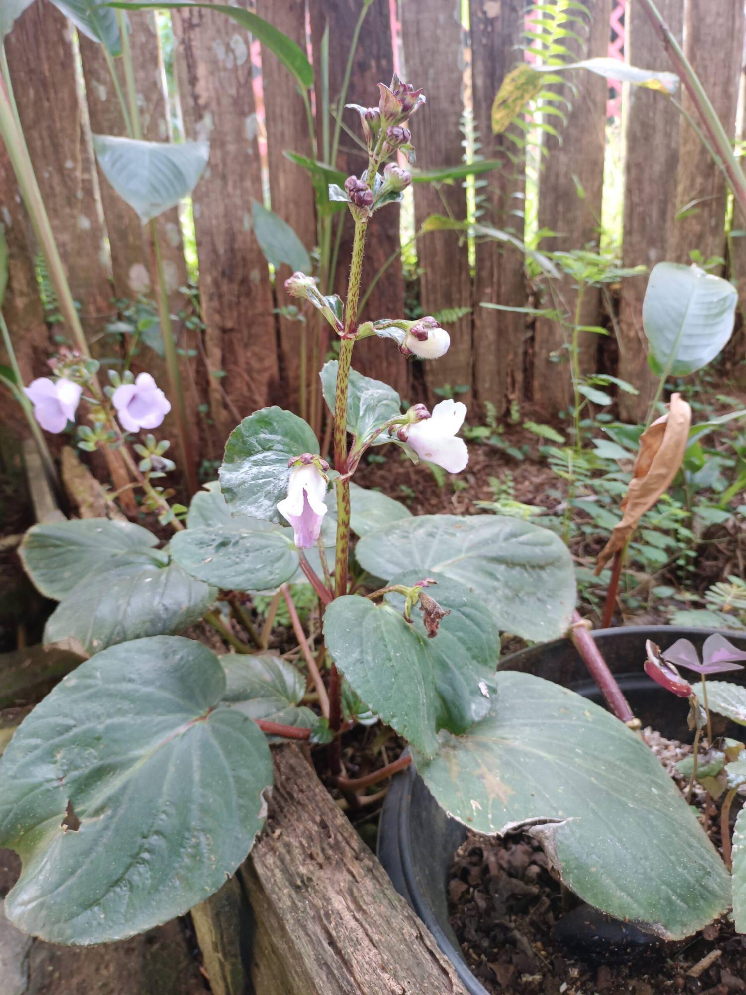 $!El equipo de O’KO PAK’O se encuentra investigando de qué otras maneras pueden transformar la planta puño para crear productos como jarabes.