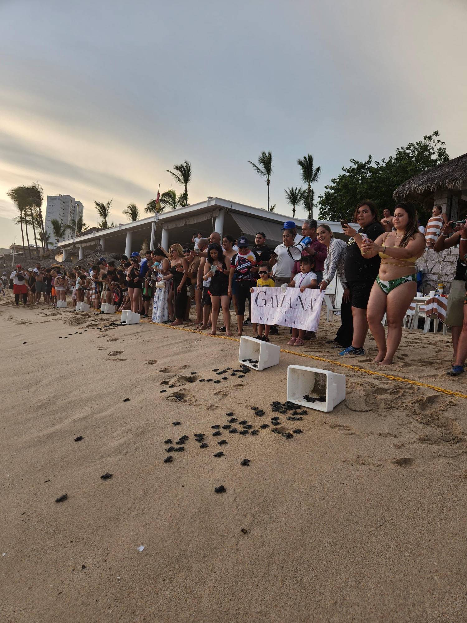 $!Hasta septiembre, más de 5 mil tortugas marinas serán liberadas en playas de Mazatlán
