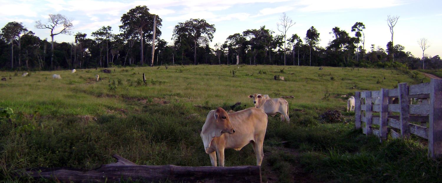$!La actividad ganadera es una de las principales causas de deforestación en el norte de la Amazonía boliviana.