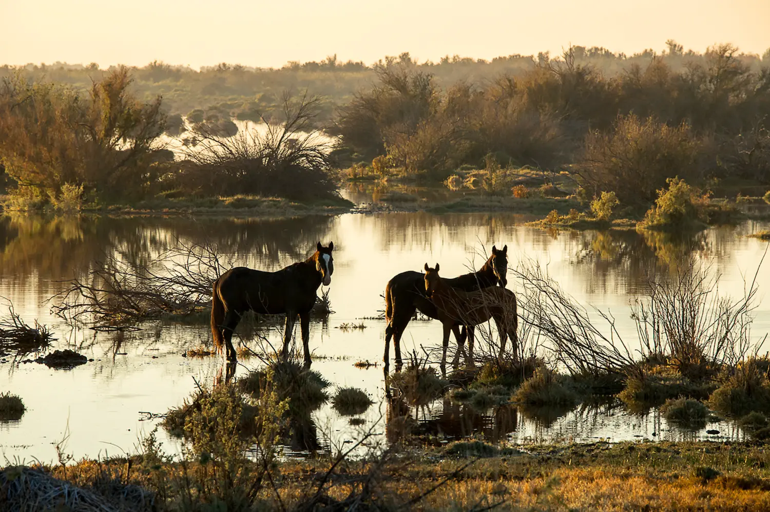$!Caballos al amanecer en un humedal del Río Colorado.