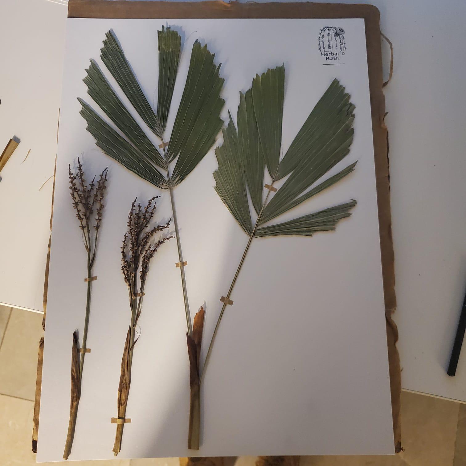 $!Preserva Herbario del Jardín Botánico Culiacán riqueza vegetal de Sinaloa