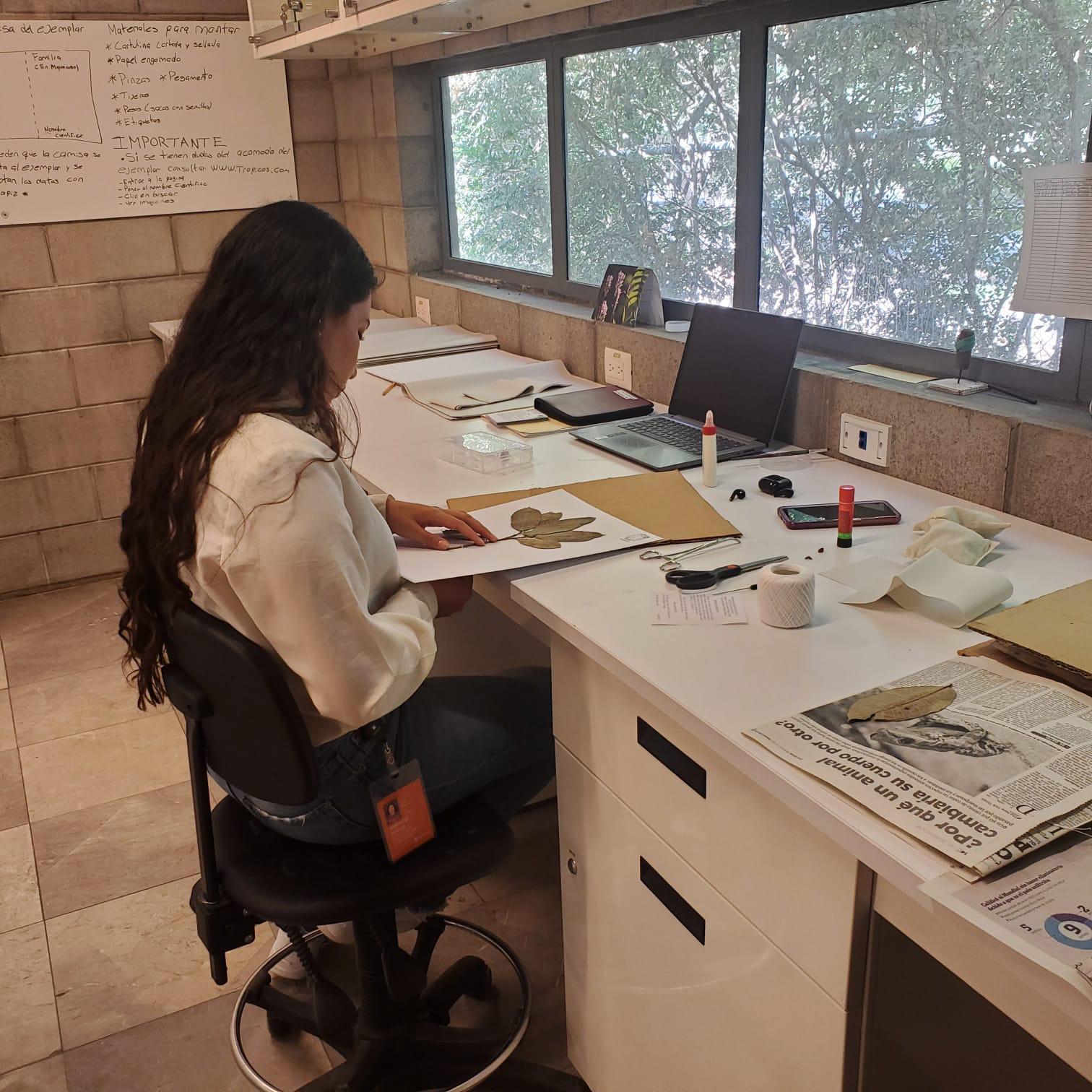 $!Preserva Herbario del Jardín Botánico Culiacán riqueza vegetal de Sinaloa