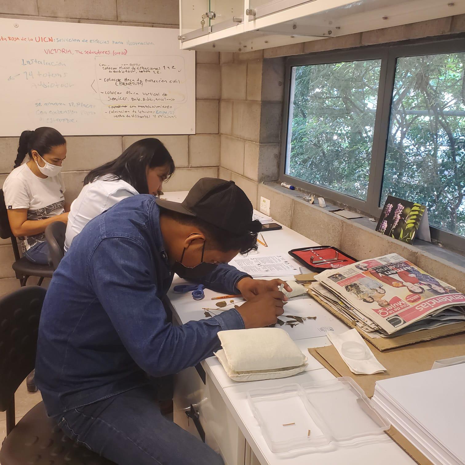 $!Preserva Herbario del Jardín Botánico Culiacán riqueza vegetal de Sinaloa