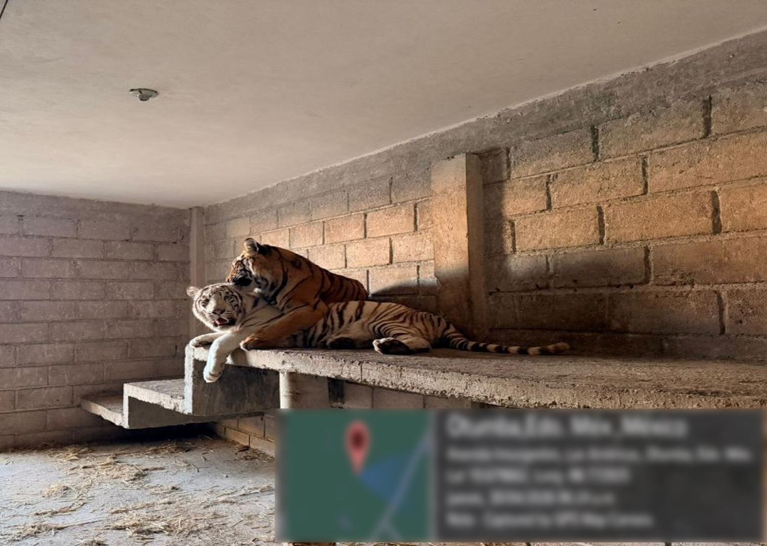 $!Aseguran vehículos, armas y animales exóticos tras cateo en Edomex