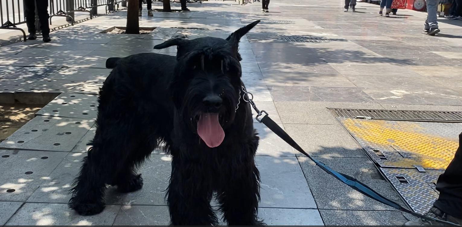 $!’Rocky’ subió de peso y hasta de colesterol, pero ya disfruta como siempre: juguetón e inquieto