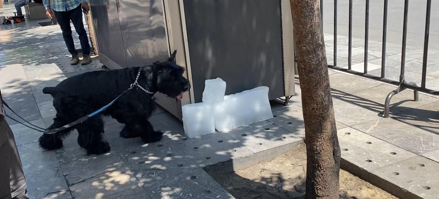 $!’Rocky’ subió de peso y hasta de colesterol, pero ya disfruta como siempre: juguetón e inquieto