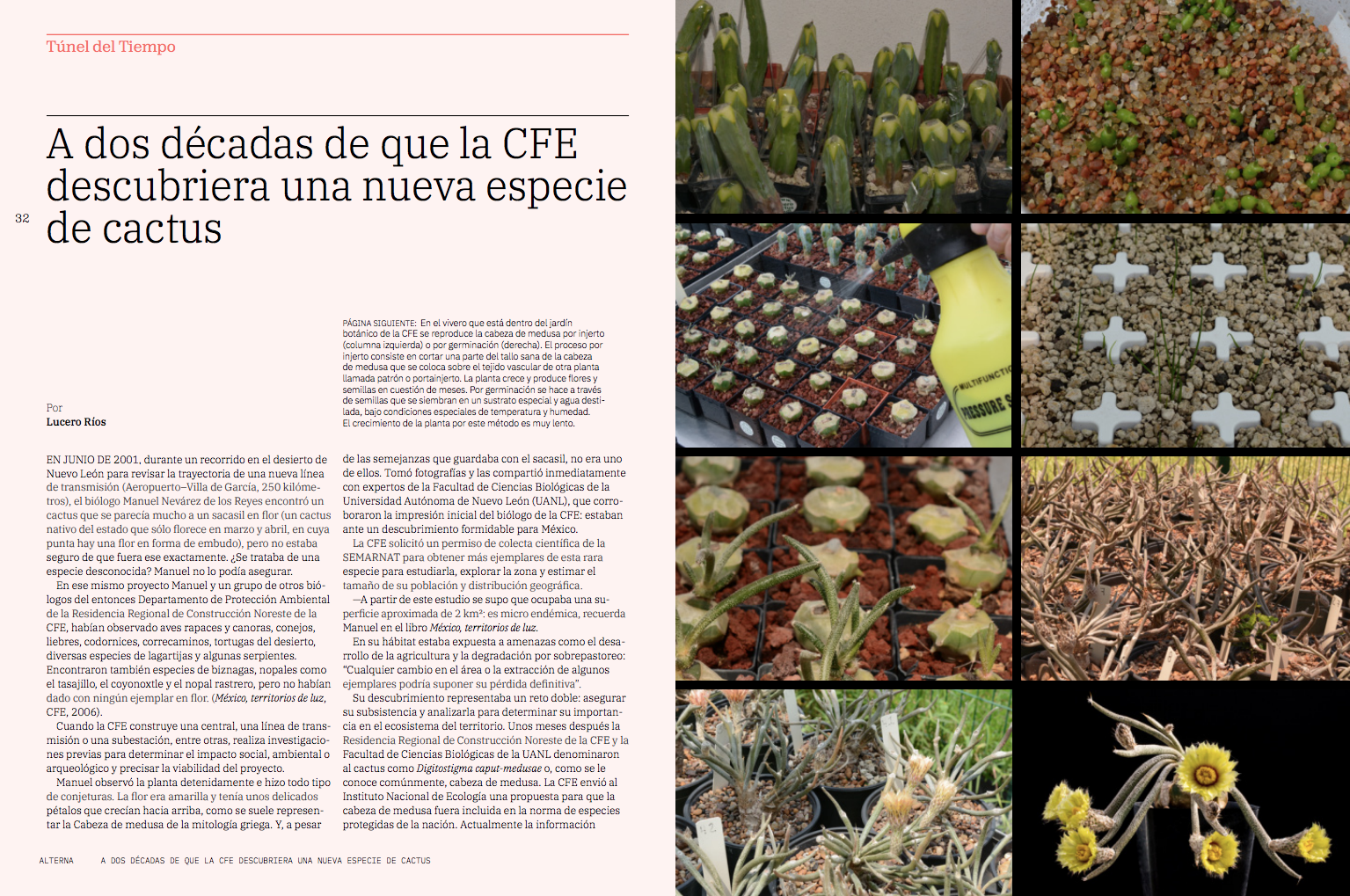 $!Hace dos décadas, un biólogo de la CFE descubrió una nueva especie de cactus en Nuevo León