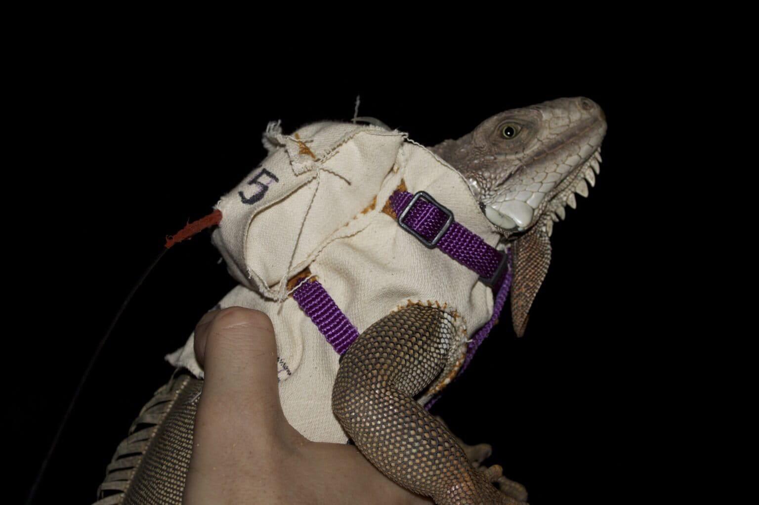 $!Ejemplar de iguana verde estudiada por los científicos en Puerto Rico.