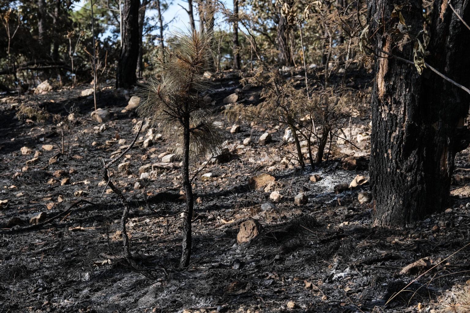 $!Jalisco perdió más de 100 mil hectáreas de bosques a causa de los incendios