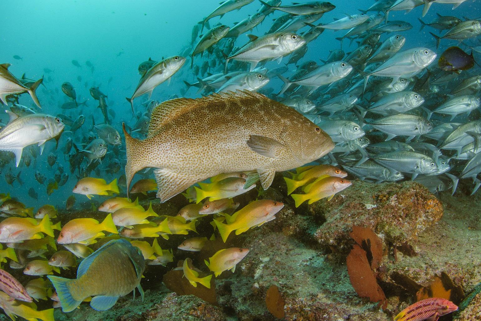 $!¿Cómo afectará el cambio climático a las pesquerías del mundo?