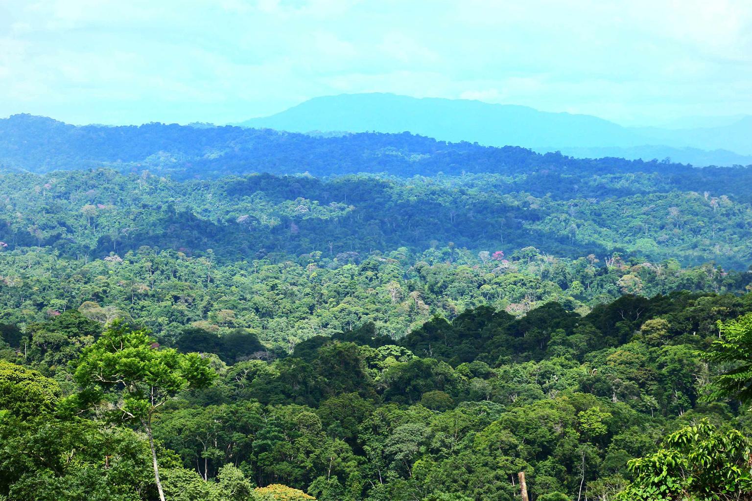$!Parque Nacional Paramillo en Colombia. Aunque el cultivo de coca en 12 zonas protegidas en 2019 representa solo una parte de los cultivos totales del país, la penetración en los parques nacionales amenaza la biodiversidad y expone zonas conservadas a una mayor explotación.