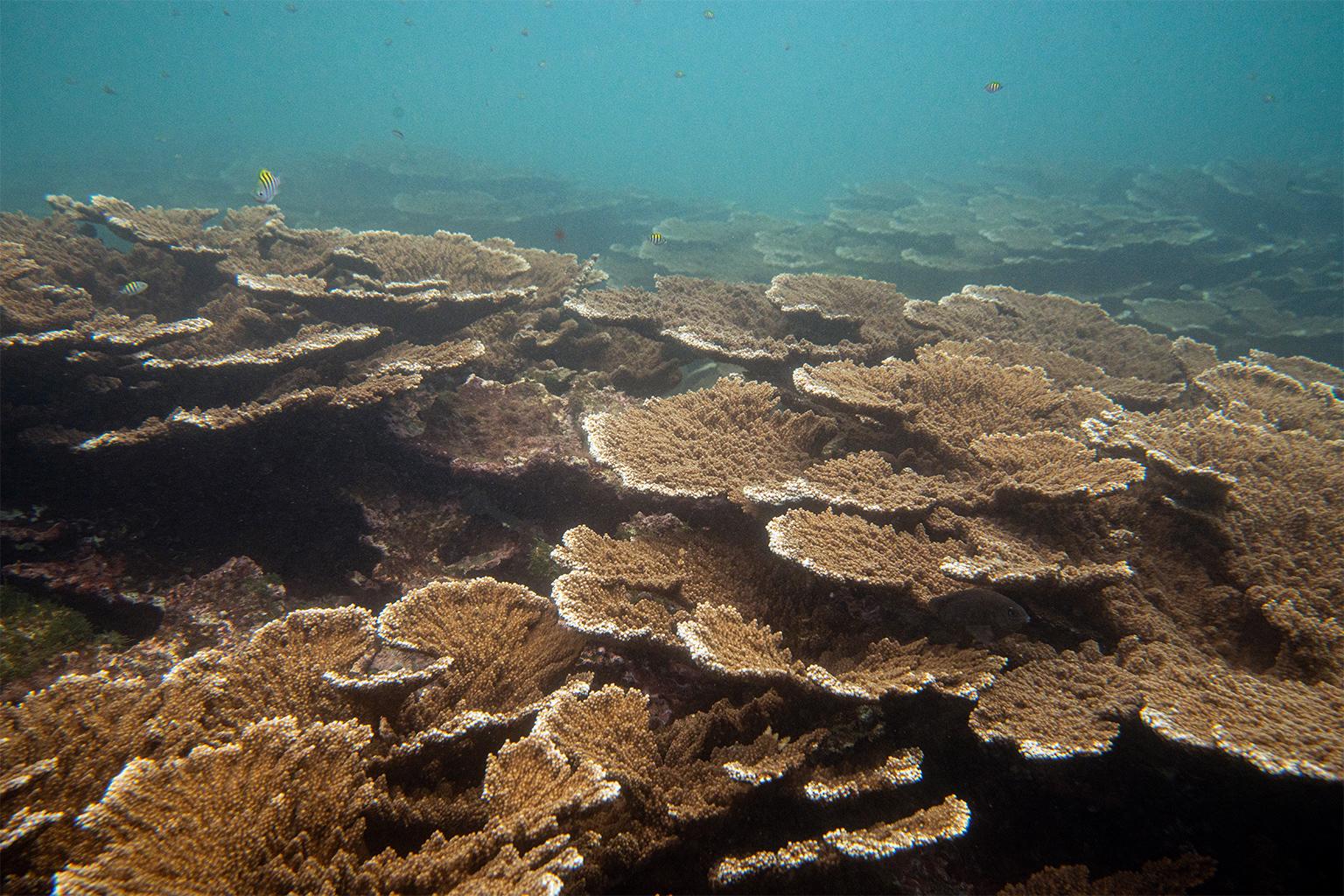 $!¿Puede un arrecife sobrevivir al calor extremo? La increíble resistencia del ‘Cocalito’ hondureño