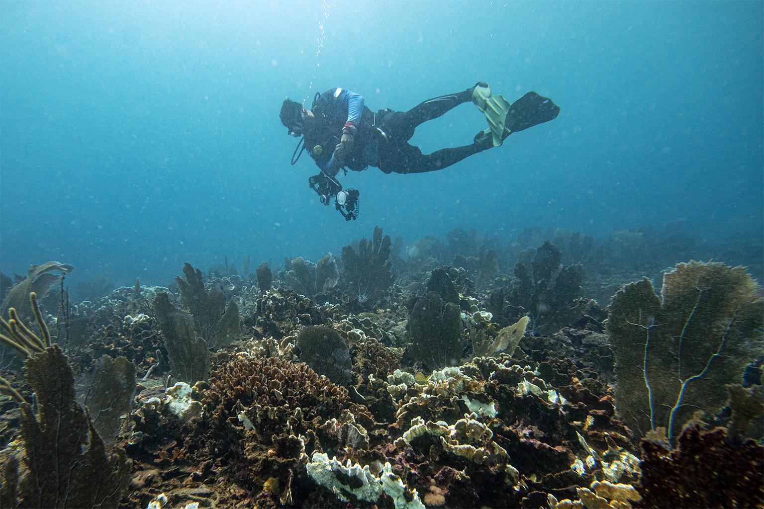 $!¿Puede un arrecife sobrevivir al calor extremo? La increíble resistencia del ‘Cocalito’ hondureño